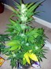 2013-04-03_00-30-30_442.jpg