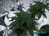 IMG_0021.jpg