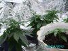 IMG_0039.jpg