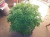 20130328_172817.jpg 20130328_172817.jpg