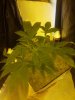 IMG_20130403_190319.jpg