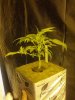 IMG_20130403_190326.jpg