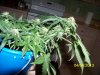 100_2767.jpg