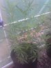 IMG_20130404_091752.jpg