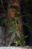 4-4-2013 topped F1 R1 after.jpg