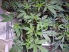 4-4-13 veg 4.jpg
