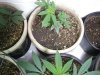 4-4-13 veg 7.jpg