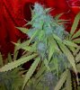 2013-03-28_17-06-07_549.jpg