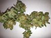 bud3.jpg