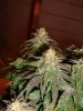 6 week flower 2.jpg