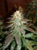6 week flower 4.jpg