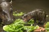 pygmyhippo.jpg