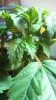 IMG_20130407_185818_153.jpg