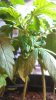 IMG_20130407_190004_363.jpg