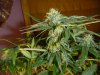 33 days of Flowering 006.jpg