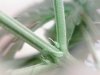 pre flower 1.jpg