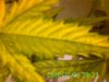 garden 017.jpg