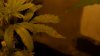 DSC04605.jpg