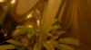 DSC04606.jpg