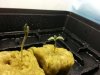 Sprout day 4.jpg