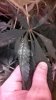 IMG_20130408_194416_988.jpg