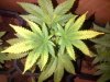 big buddha cheese 1 (2).jpg