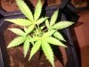 jack herrer critical auto (2).jpg