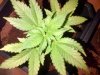 mazar kush (2).jpg