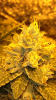 IMG_3516.png IMG_3516.png