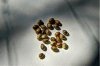 seeds_bcbd.jpg