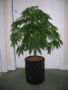 Big 'Two Toke'.jpg