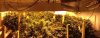 mmj3.jpg mmj3.jpg