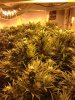 mmj2.jpg mmj2.jpg