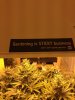 mmj.jpg mmj.jpg