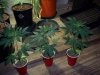 100_3795.jpg