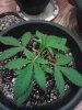 IMG_20130409_100551.jpg