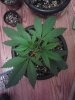 IMG_20130409_100513.jpg