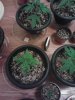 IMG_20130409_100619.jpg