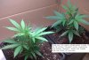ala  ARS Gringo [ESSEX] Clones just established enough to start explosive growth 2.jpg