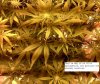 ala  ARS Gringo [ESSEX] start of pistill cresting, 2 weeks flowering 2.jpg
