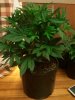 2013-04-10 19.33.09.jpg