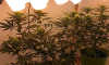 week 3 flower 4.png week 3 flower 4.png