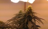 flower day 42-4.png flower day 42-4.png