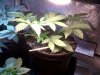 IMG-20130413-00189.jpg