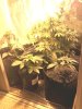 IMG_20130403_054748.jpg