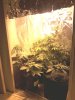 IMG_20130403_054800.jpg