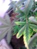 hemp 066.jpg