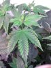 hemp 064.jpg