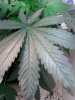 hemp 068.jpg