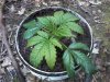0414plant from top.jpg